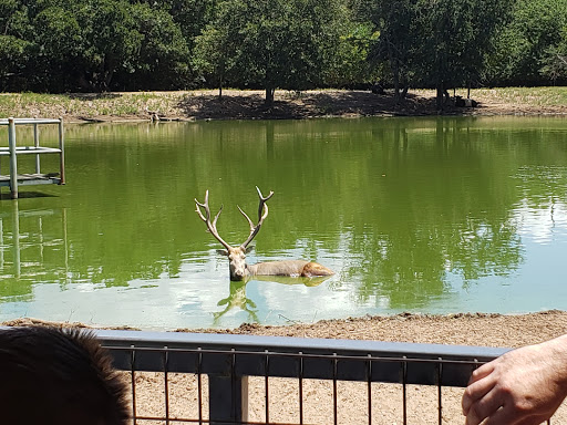 Ranch «Sharkarosa Wildlife Ranch», reviews and photos, 11670 Massey Rd, Pilot Point, TX 76258, USA