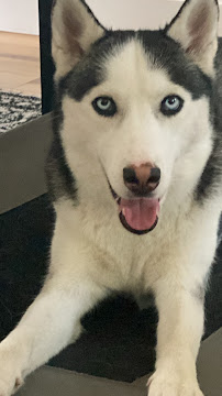 Blue Bark Dog Walking - Photo 6 - Car repair in St. Petersburg, FL, St. Petersburg