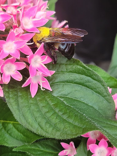 Home Improvement Store «The Home Depot», reviews and photos, 10233 Lakeridge Pkwy, Ashland, VA 23005, USA
