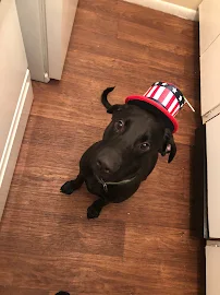 Guardian Angel Pet Sitting N More - Car repair in , Corpus Christi - Rated 4.4/5