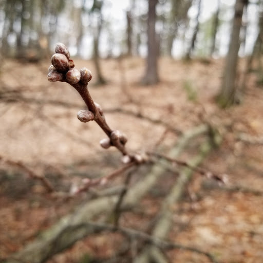 Park «Prospect Hill Park», reviews and photos, 314 Totten Pond Rd, Waltham, MA 02451, USA