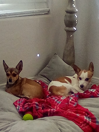 Pet Supply Store «PetSmart», reviews and photos, 1561 N Dysart Rd, Avondale, AZ 85323, USA