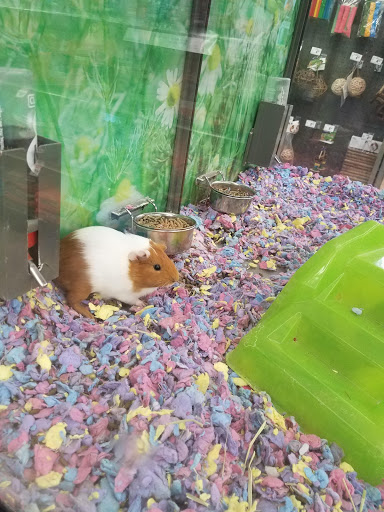 Pet Supply Store «Petco Animal Supplies», reviews and photos, 2241 Porter Creek Dr, Fort Worth, TX 76177, USA