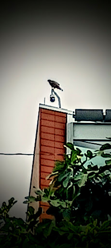 Non-Profit Organization «Urban Ministries of Durham», reviews and photos