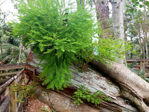 Park «Winston Park Nature Center», reviews and photos, 5201 NW 49th Ave, Coconut Creek, FL 33073, USA