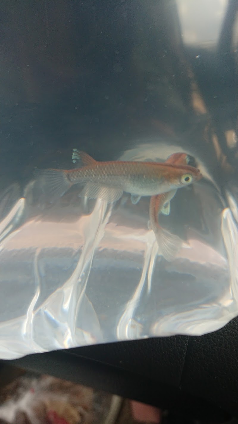 めだか川屋 大阪府寝屋川市郡元町 金魚店 グルコミ