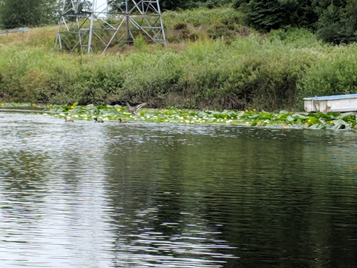 Park «Ferguson Park», reviews and photos, 1330 Ferguson Park Rd, Snohomish, WA 98290, USA