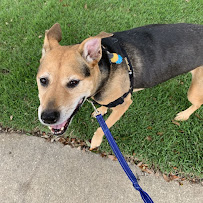 Charleston Dog Walker - Photo 3 - Car repair in Johns Island, SC, Charleston