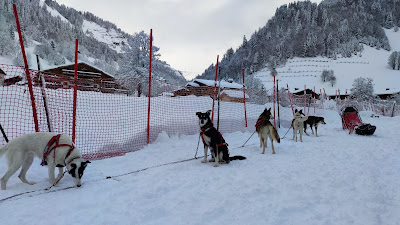 Chiens de traîneaux - Benjamin GROSDAILLON à La Giettaz