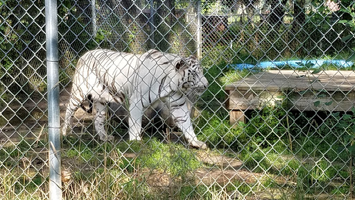 Zoo «Wilderness Trails Zoo», reviews and photos, 11721 Gera Rd, Birch Run, MI 48415, USA