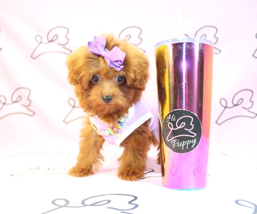 Puppy Heaven- Teacup & Toy Puppies for Sale