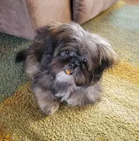 The Dashing Hound - Car repair in Billings, MT, Billings - Rated 4.8/5