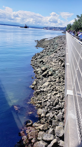 Park «Olympic Sculpture Park», reviews and photos, 2901 Western Ave, Seattle, WA 98121, USA
