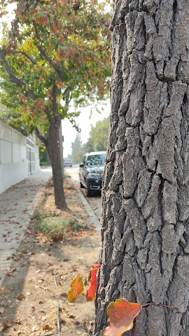 Harold A Henry Park by null