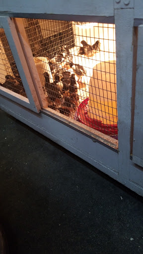 Animal Feed Store «Farmers Feed & Pet Supply», reviews and photos, 1302 E Miner Ave, Stockton, CA 95205, USA