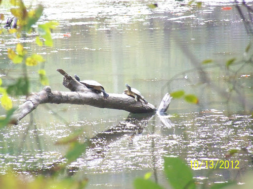 National Forest «Land Between the Lakes National Recreation Area», reviews and photos, 238 Visitor Center Dr, Golden Pond, KY 42211, USA