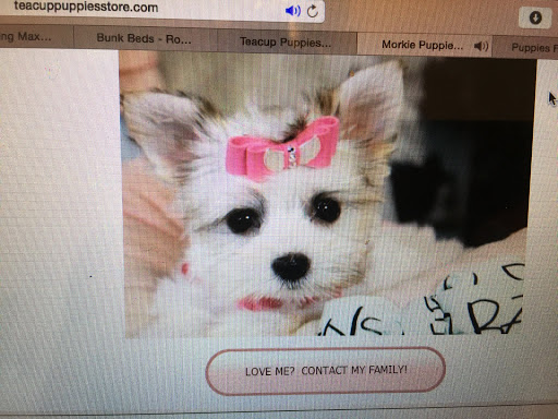 Pet Store «Puppy Boutique Store», reviews and photos, 4001 N Federal Hwy, Fort Lauderdale, FL 33308, USA