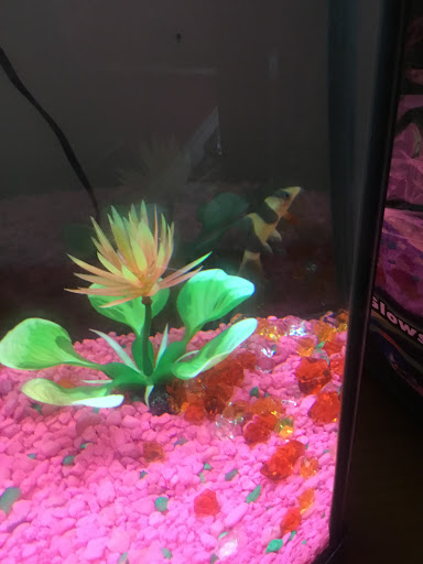 Pet Supply Store «Pet Foods Plus», reviews and photos, 495 Kings Hwy, Brooklyn, NY 11223, USA