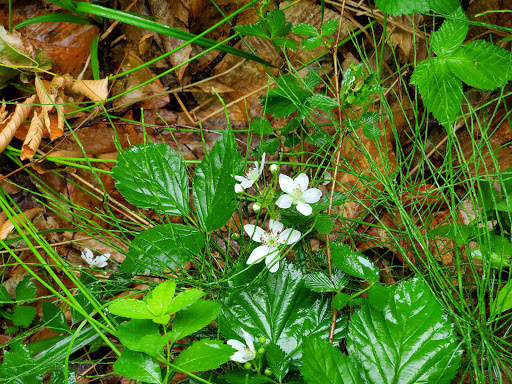 Nature Preserve «Eshqua Bog Natural Area», reviews and photos, Garvin Hill Rd, Woodstock, VT 05091, USA