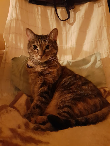 Opinii despre Przychodnia weterynaryjna "Na Mydlanej" în Chrzanów - Weterynarz