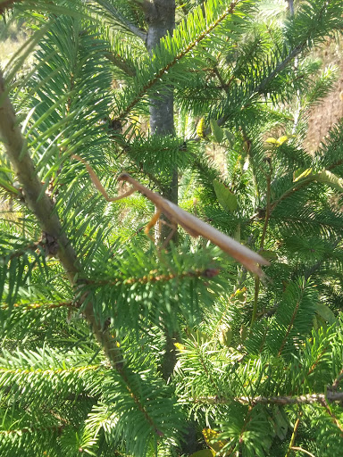 Toyota Dealer «Lithia Toyota of Springfield», reviews and photos, 163 S 9th St, Springfield, OR 97477, USA