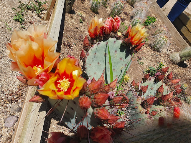 Cactario Flora Árida - Centro de jardinería