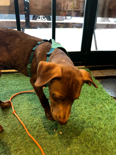 Pet Supply Store «PS9 Pets», reviews and photos, 169 N 9th St, Brooklyn, NY 11211, USA