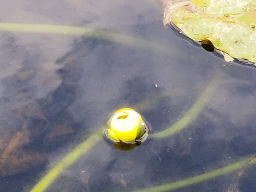 Art Museum «Coral Springs Museum of Art», reviews and photos, 2855 Coral Springs Dr, Coral Springs, FL 33065, USA