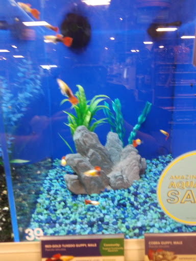 Pet Supply Store «PetSmart», reviews and photos, 3093 E Main St, Russellville, AR 72802, USA