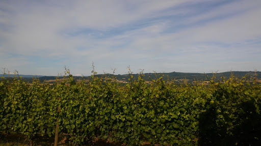 Winery «Patton Valley Vineyard», reviews and photos, 9449 SW Old Highway 47, Gaston, OR 97119, USA