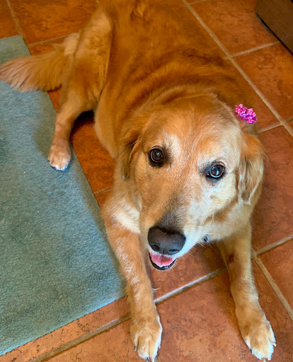 Pet Groomer «Belly scRubs Self Service Pet Wash», reviews and photos, 119 WV-34 #1, Hurricane, WV 25526, USA