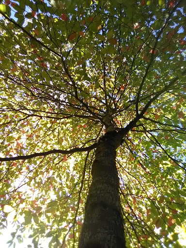 Park «Tukwila Pond Park», reviews and photos, 299 Strander Blvd, Tukwila, WA 98188, USA