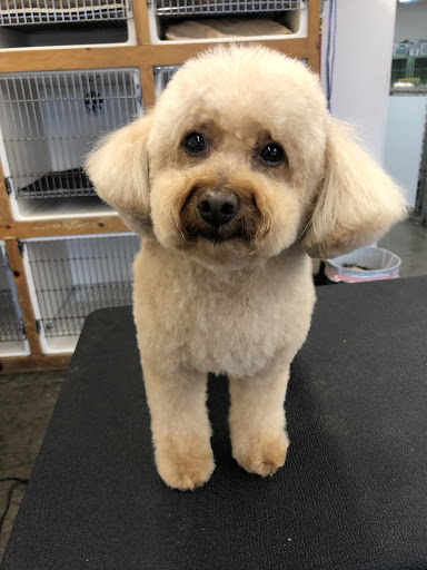 Pet Groomer «My Pal Pet Supplies & Grooming», reviews and photos, 817 W Napa St, Sonoma, CA 95476, USA