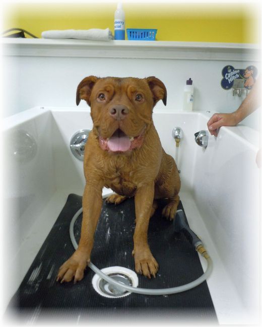Top Dog Self Wash
