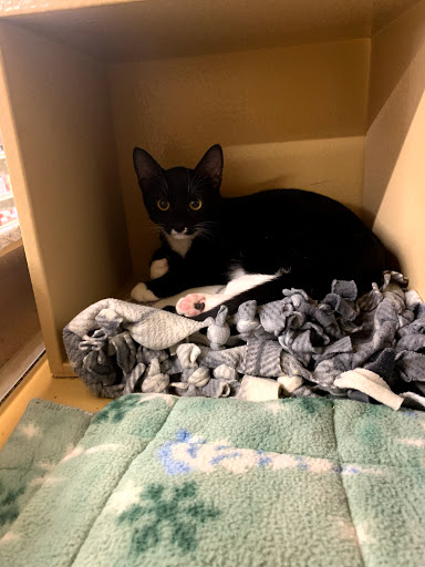 Pet Supply Store «PetSmart», reviews and photos, 7029 SW Nyberg St, Tualatin, OR 97062, USA