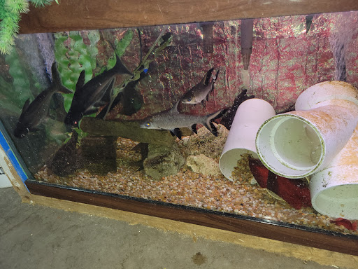 Tropical Fish Store «Emmons Tropical Fish & Ponds», reviews and photos, 1612 Hopmeadow St, Simsbury, CT 06070, USA