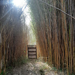 Photo n° 1 de l'avis de Noëlie.h fait le 15/05/2022 à 09:10 pour Bambous en Provence à Eyragues