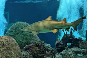 OdySea Aquarium image
