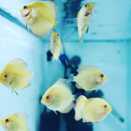 Tropical Fish Store «KHC Aquarium», reviews and photos, 1501 Northern