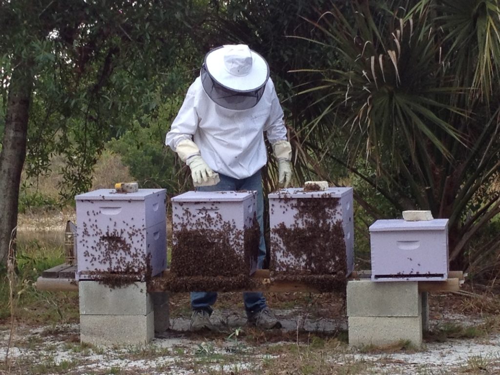 Lee Honey Bee Removal