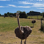 Photo n°2 de l'avis de Andrea.o fait le 03/08/2022 à 18:10 sur le  Hofladen Straussenfarm Ostseeblick à Hohenfelde