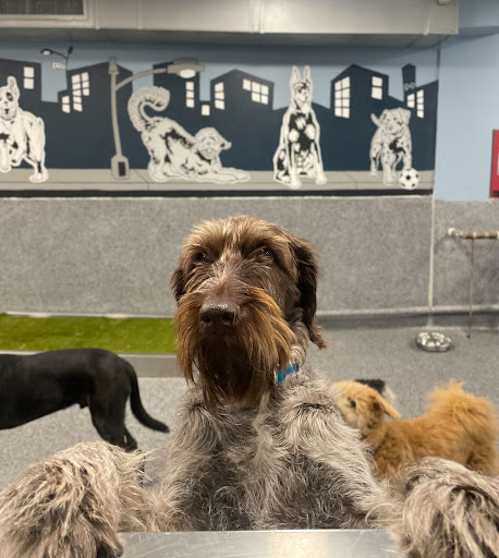 Photo of Woofs n Whiskers, Too