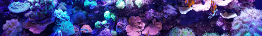 Tropical Fish Store «Nemo Aquarium», reviews and photos, 1560 Indian Trail Rd #106, Norcross, GA 30093, USA