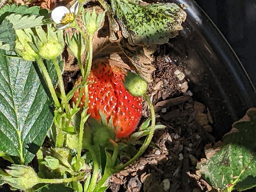 Thrift Store «Grey Bears Thrift Store», reviews and photos, 2710 Chanticleer Ave, Santa Cruz, CA 95065, USA