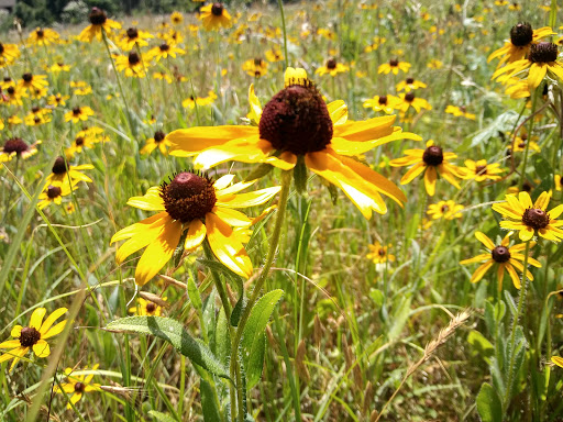 Park «Parr Park Sprayground», reviews and photos, 3010 Parr Ln, Grapevine, TX 76051, USA