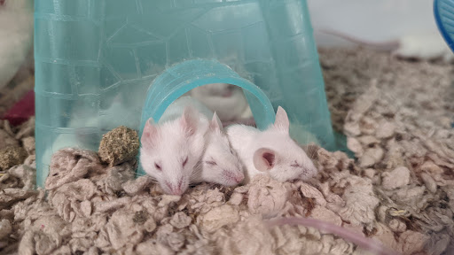 Pet Supply Store «Petco Animal Supplies», reviews and photos, 10 Sylvan St, Peabody, MA 01960, USA