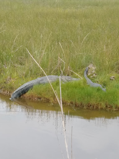 Nature Preserve «Big Cypress National Preserve», reviews and photos