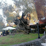 Photo n°4 de l'avis de Giuseppe.i fait le 20/07/2022 à 14:34 sur le  Osteria Antico Ulivo à Castelnuovo Magra