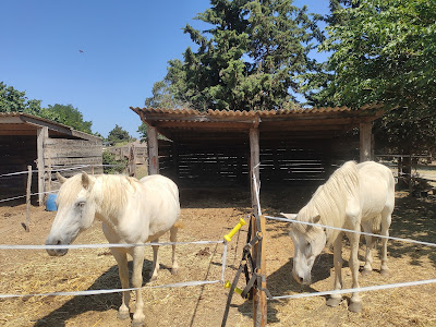 A cheval chez Theo à Beauvoisin