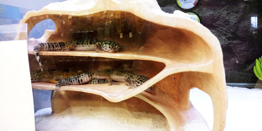 Pet Supply Store «Petco Animal Supplies», reviews and photos, 2345 Market Pl Blvd, Cumming, GA 30041, USA